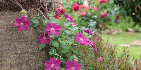 Popínavé rostliny na plot: rychle rostoucí, vytrvalé, zimovzdorné